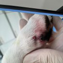 블레스동물메디컬센터 이미지