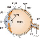 해맑은 안경 이미지