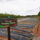 한전농장 이미지