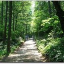 (유)숲으로 - 3316 | (유)숲으로