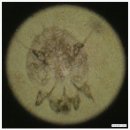 메어리벳의원 | 옴(Scabies) - 피부질환의 일차진료