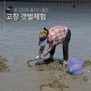 [공지] 고창 갯벌체험 구시포해수욕장에서 무료로 조개캐기