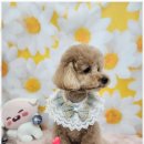 오늘도,예쁘개 이미지