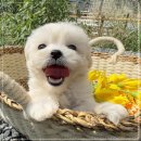동행 애견 돌봄센터 부산점 강아지 고양이 무료분양 | 동행 애견돌봄센터 하남유기견무료분양 분양말고 입양하세요