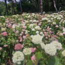밤동산작은도서관 | 서울근교 수국 명소 초안산 수국동산, 축제 전 다녀온 솔직 후기