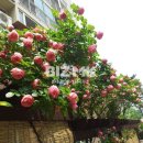 우장산롯데공인중개사사무소 이미지