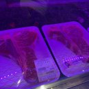정육가 | [송도한우] 동춘동맛집 송도소고기 제대로 먹고 온 솔직후기 “다하누”