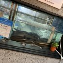 내포풍천장어 이미지