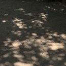 Yuni 유니 작가님 전시회/오크베리 코르티스볼 후기/내돈내산/내가 많이 좋아해/ACAI🫐