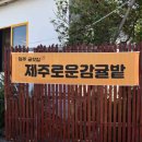 제주초록나무 이미지