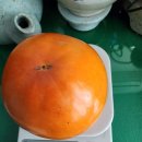 감 이 이렇게 커요 무게 4 40g 이미지