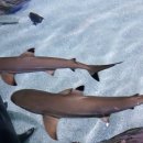 코엑스아쿠아리움 이미지