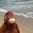 인형어때 이미지