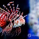 라이언피시 이미지