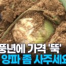 "제발 양파 좀 사주세요" 대풍작에 가격 뚝…농민들은 밭 갈아엎어 [MBN 뉴스7] 이미지