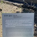 조천리금대 이미지