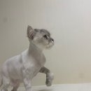 고양이무마취미용 고무미 이미지