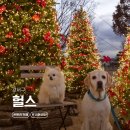 식만로 | 부산 강서구 신상 카페 헐스 크리스마스 애견동반 카페 내돈내산 후기