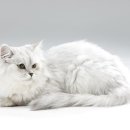 삼마네개냥이 이미지