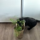 공릉 꽃집 태릉입구 꽃집 그래시룸아스파라거스 비르가투스 데려온 후기 식물 추천 ::