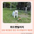 위드펫 - 북구 아진로 41-13 | 강원 애견동반 펜션 위드펫빌리지 퍼플동 재방문 후기