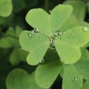 세잎클로버 이미지