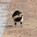 낙동강변14 이미지