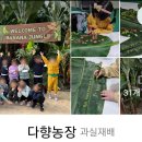 최석구농장 이미지