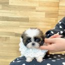 대덕훼미리아파트 앞 네이버블로그