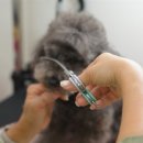 왈왈 살롱 이미지