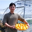 성주종합식품 | [가격 미친 수준] 가을 까지 쭈욱~ 성주 꿀참외, 50% 할인 중 가격 미친 수준 상품이 도착했어요