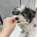 와락펫푸드 이미지