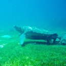 2014년 바다사랑나들이(회장:송영대) 동계투어(2) – 필리핀 보홀 이미지