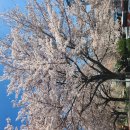 [4월2일] 벚꽃축제 이미지
