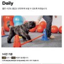 펌킨 펫하우스 서울숲 이미지