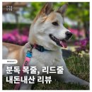리쉬 | 대형견 목줄, 분독 목줄 리드줄 플레이리쉬 후기 내돈내산