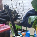 오브제-옥수수 이미지