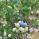 핫도그몽실 | [양평 두물머리 차박여행] 연핫도그는 사랑이에요
