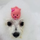 구미산동 애견미용 눈부시개 이미지