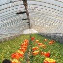 성주농원 이미지