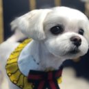 블링펫살롱 | 인천 계양구 애견미용 추천 '스위트펫' 리얼 후기 (별점 4.68 &amp; 노견 전문 케어)