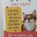 고양이별 캣 카페 이미지