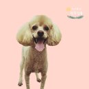 멍뭉살롱 이미지