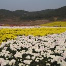 16일 전북 고창 국화 축제 와 화시산을 다녀 왔습니다 이미지