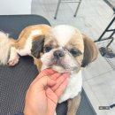 국제애견미용학원