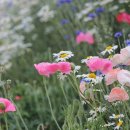 꽃피는언덕 이미지