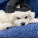 에제르펫 이미지