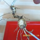 산삼수산 이미지