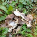 느타리공원 이미지