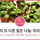 미미존 이미지
